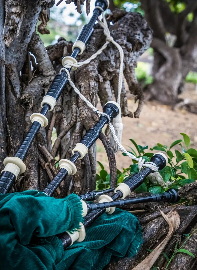 Bagpipes resting in the branches of a tree